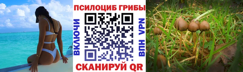 где продают наркотики  Окуловка  Псилоцибиновые грибы мухоморы 